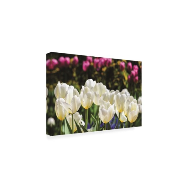 Kurt Shaffer Photographs 'Tulip Garden Pink And White' Canvas Art,12x19